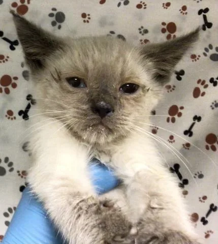 A baby small-sized male Domestic Short Hair cat named Seal for adoption in Riverside, CA