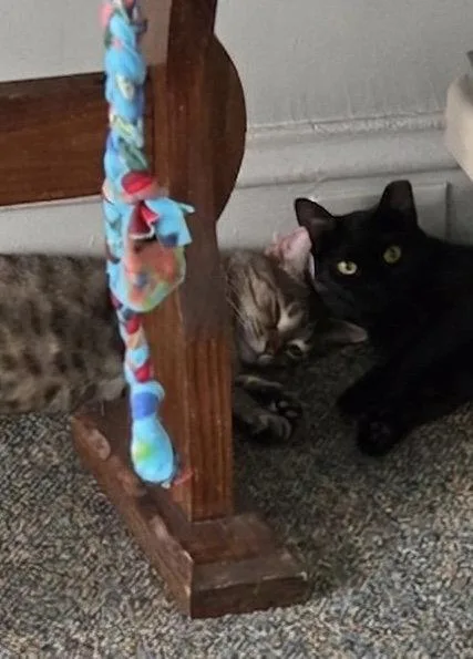 A young medium-sized female Black & White / Tuxedo Domestic Short Hair cat named Holly bonded with Holland for adoption in Macedonia, OH