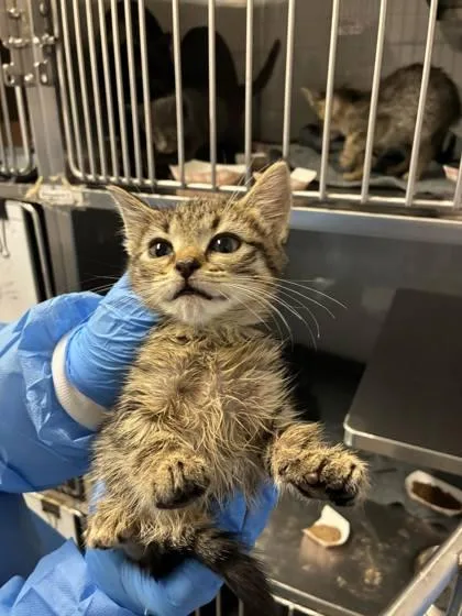A baby small-sized female Domestic Short Hair cat named Apple for adoption in Gastonia, NC