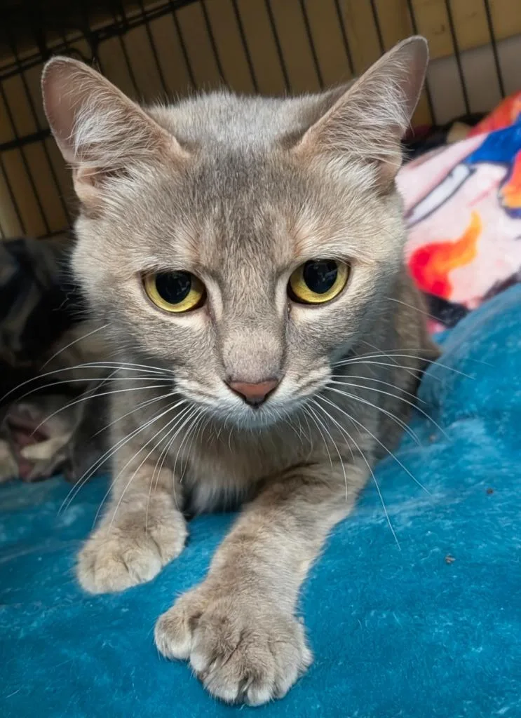 A young medium-sized female Extra-Toes Cat / Hemingway Polydactyl cat named Stormy for adoption in Shelton, WA