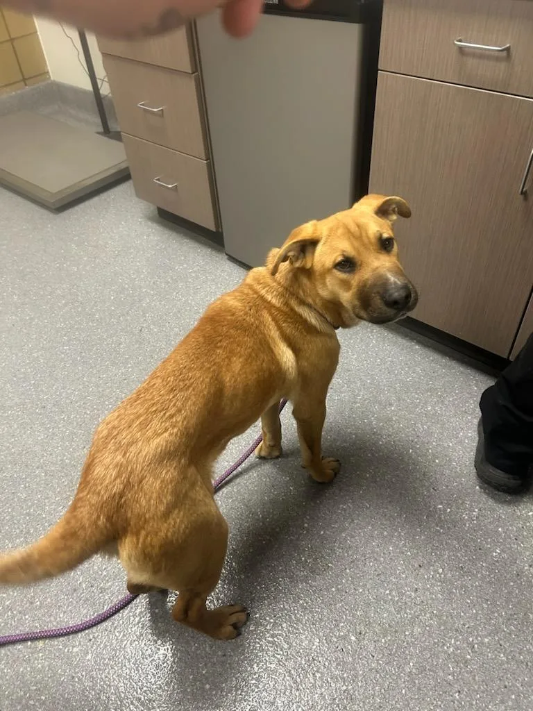 A baby large-sized female Labrador Retriever dog named Jasmine for adoption in Greenfield, IN