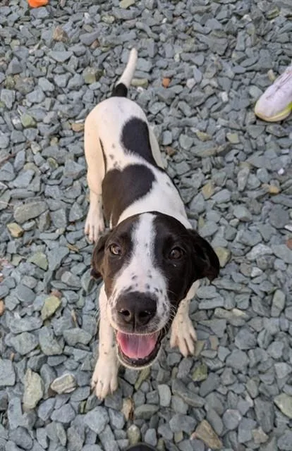 A baby medium-sized male Great Dane dog named Hickory for adoption in Leesburg, VA