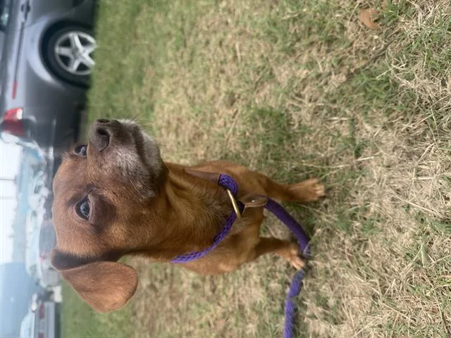An adult small-sized male Dachshund dog named Jackson for adoption in Charlotte, NC