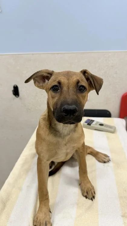 A baby small-sized female Black Mouth Cur dog named Valu for adoption in Honolulu, HI