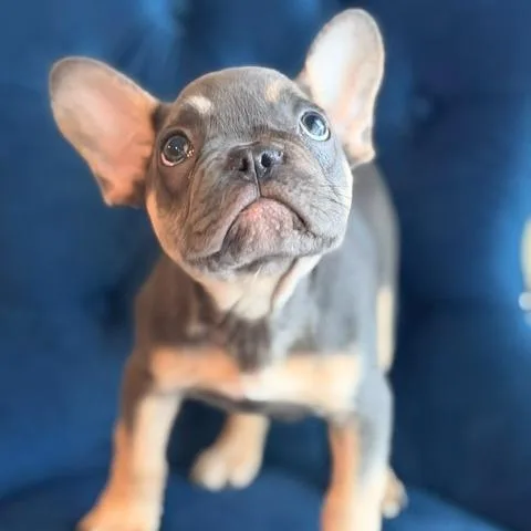 A baby small-sized male Gray / Blue / Silver French Bulldog dog named Biscuit Malone for adoption in Northbrook, IL