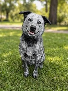 Bluey