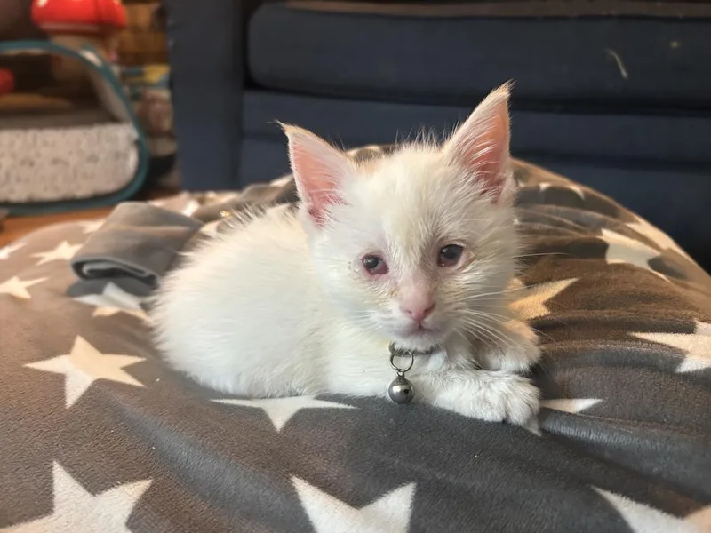 A baby small-sized female Domestic Short Hair cat named Bridget for adoption in Hagerstown, MD