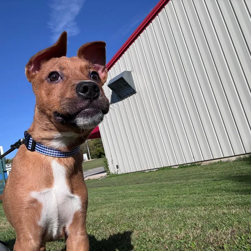 A baby medium-sized male Yellow / Tan / Blond / Fawn Mixed Breed dog named Spongebob for adoption in Dixon, IL