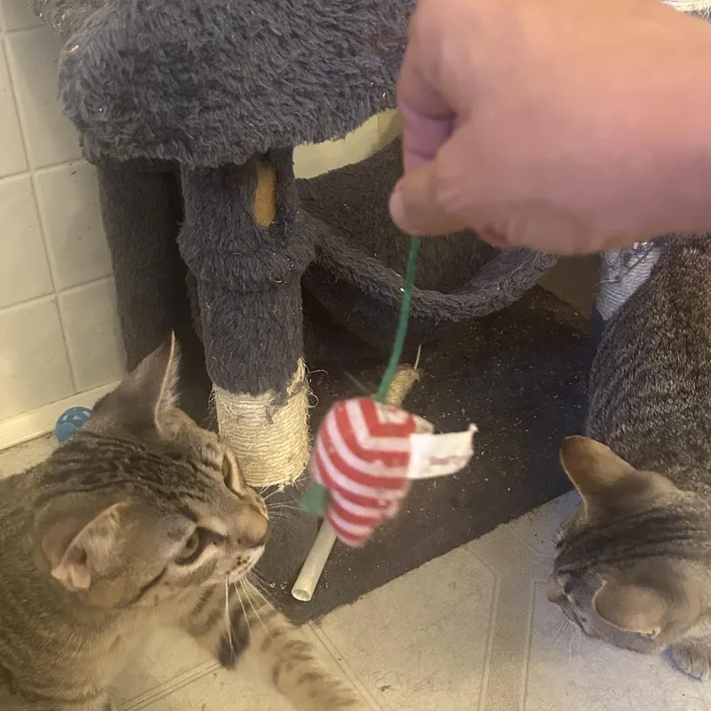 Mojie And Mimi thumbnail 2