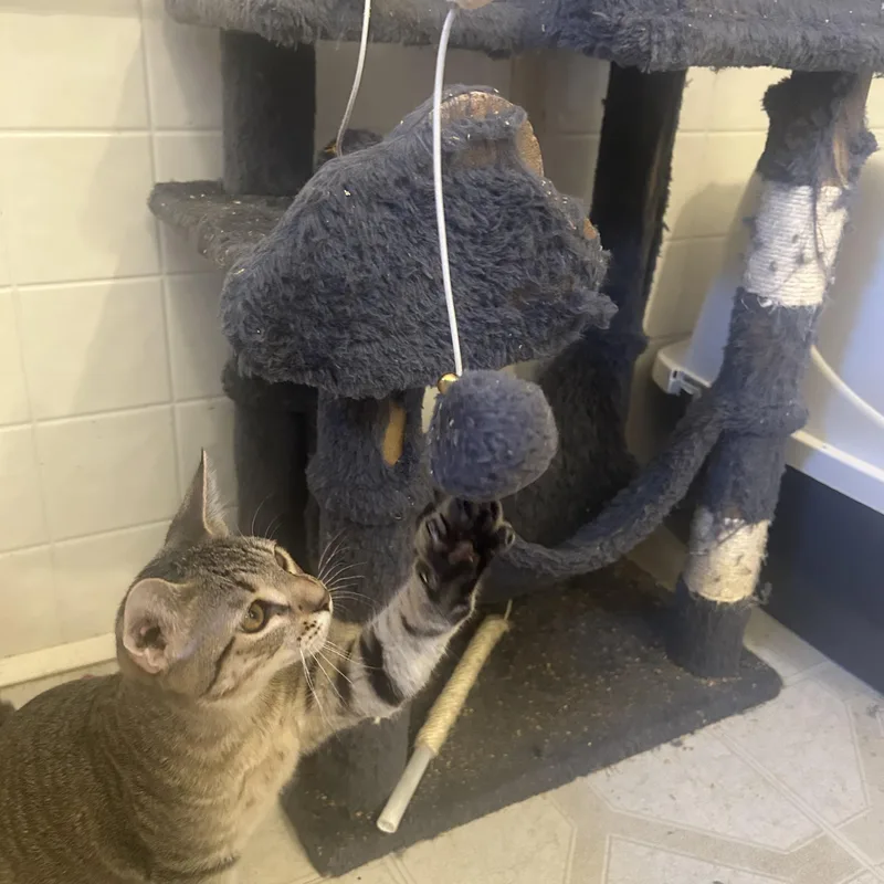 Mojie And Mimi thumbnail 3