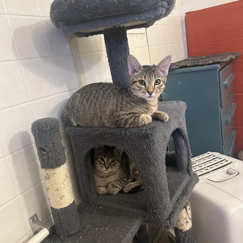 Mojie And Mimi thumbnail 4