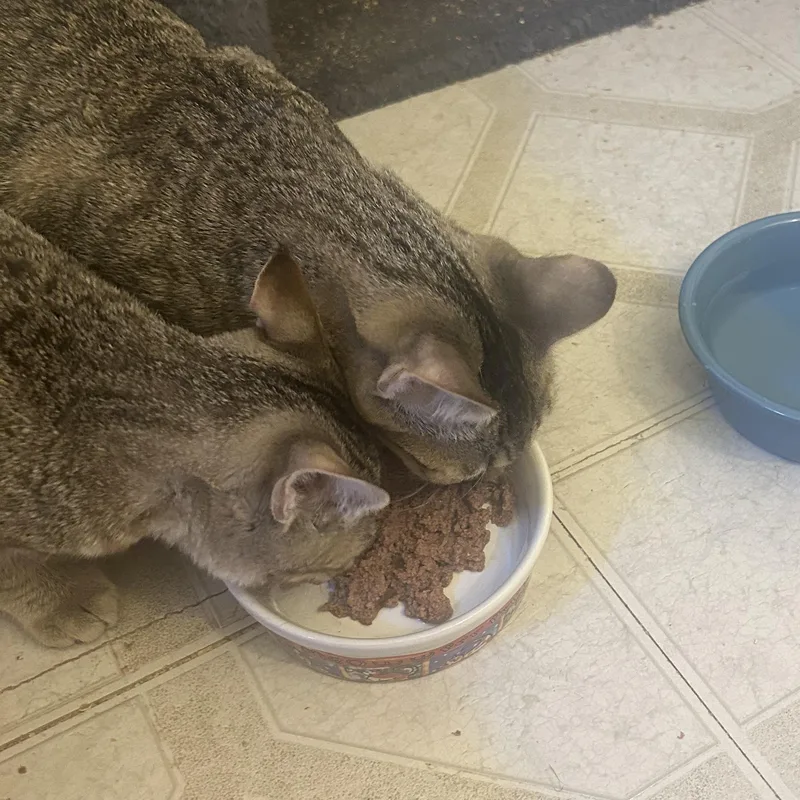 Mojie And Mimi thumbnail 5