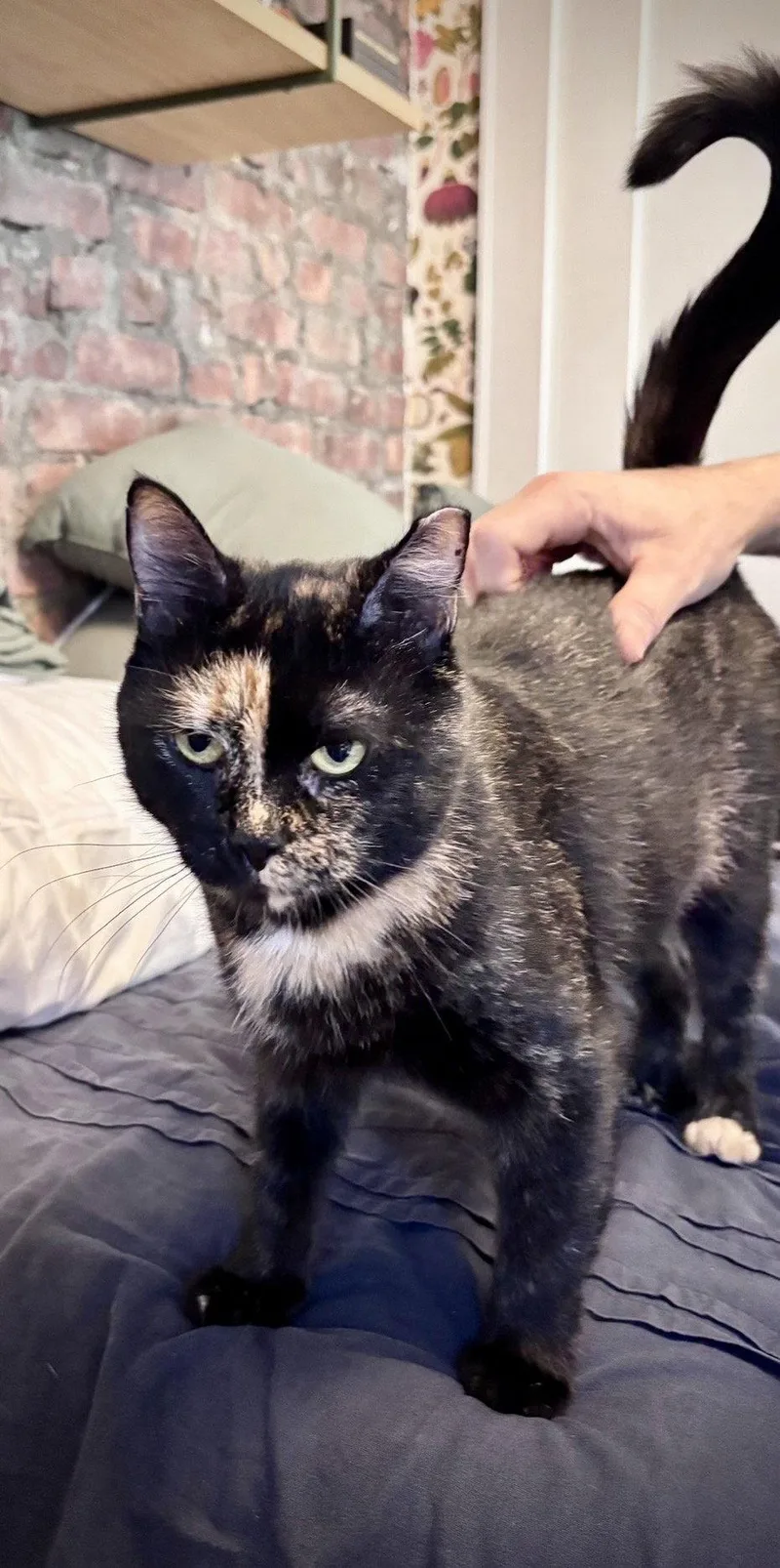 A young medium-sized female Domestic Short Hair cat named Georgina for adoption in Brooklyn, NY