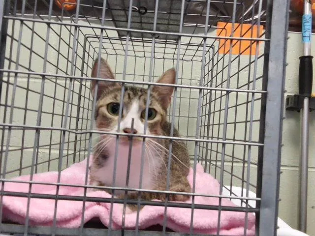 A young medium-sized female Domestic Short Hair cat named Glossy for adoption in Tulsa, OK