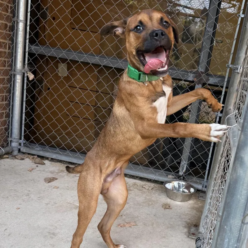 A young medium-sized male Black Mouth Cur dog named Baxter for adoption in Birmingham, AL