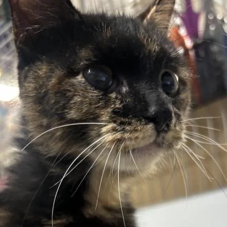 An adult medium-sized female Tortoiseshell Domestic Short Hair cat named Tq for adoption in New York, NY