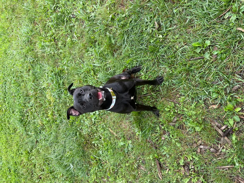 A young medium-sized female Black American Staffordshire Terrier dog named Ellie for adoption in Yonkers, NY