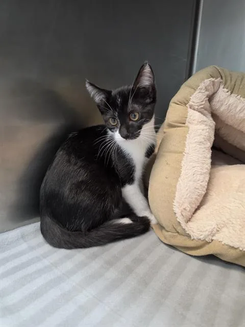 A baby small-sized female Domestic Short Hair cat named Puma Loco for adoption in Fort Walton Beach, FL