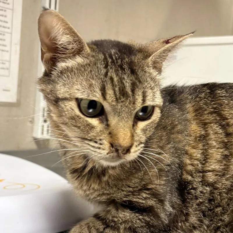 A baby medium-sized female Brown / Chocolate Domestic Short Hair cat named Mina for adoption in Yuma, AZ
