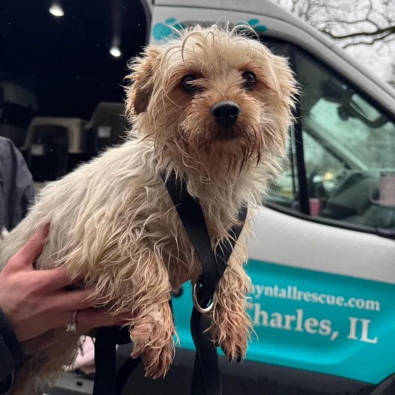 Francesca thumbnail 2