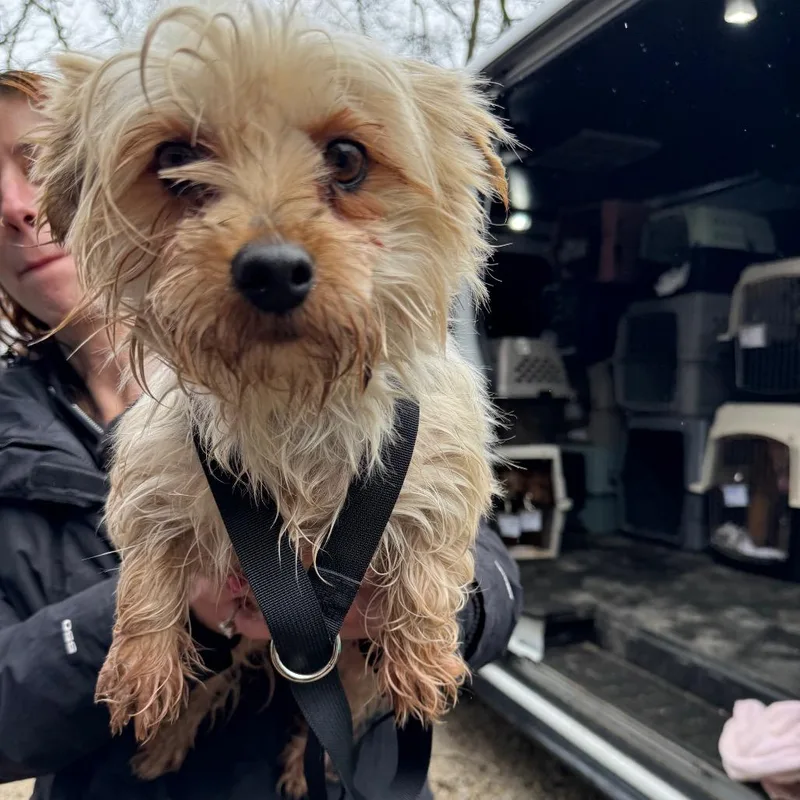 Francesca thumbnail 3