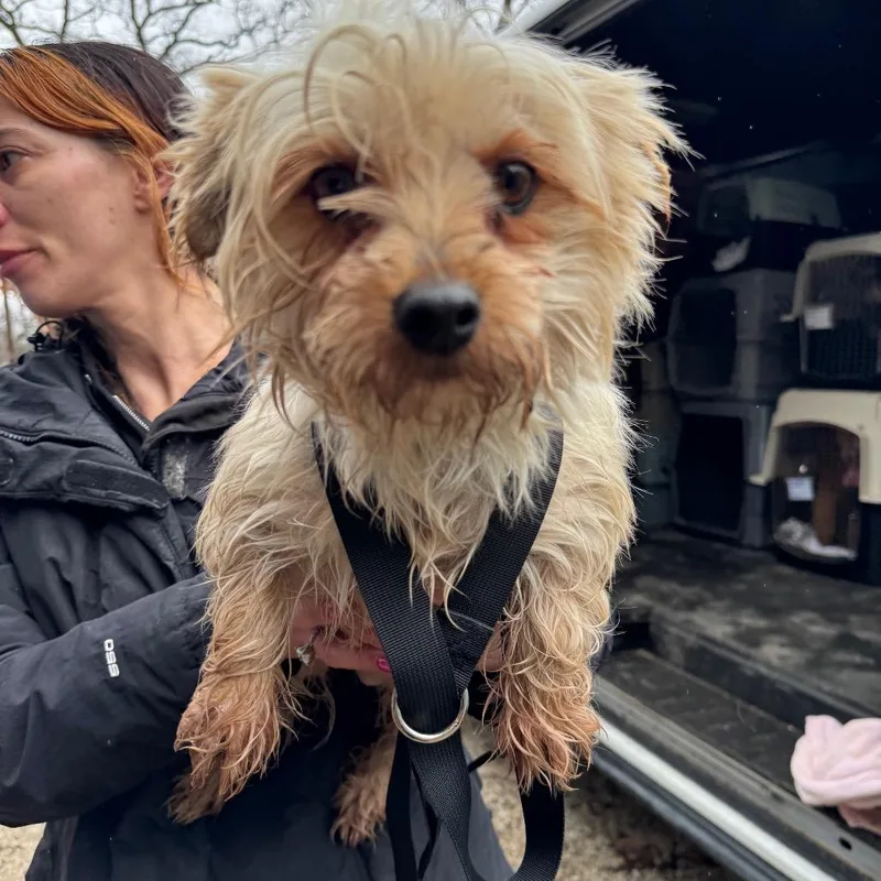 Francesca thumbnail 4