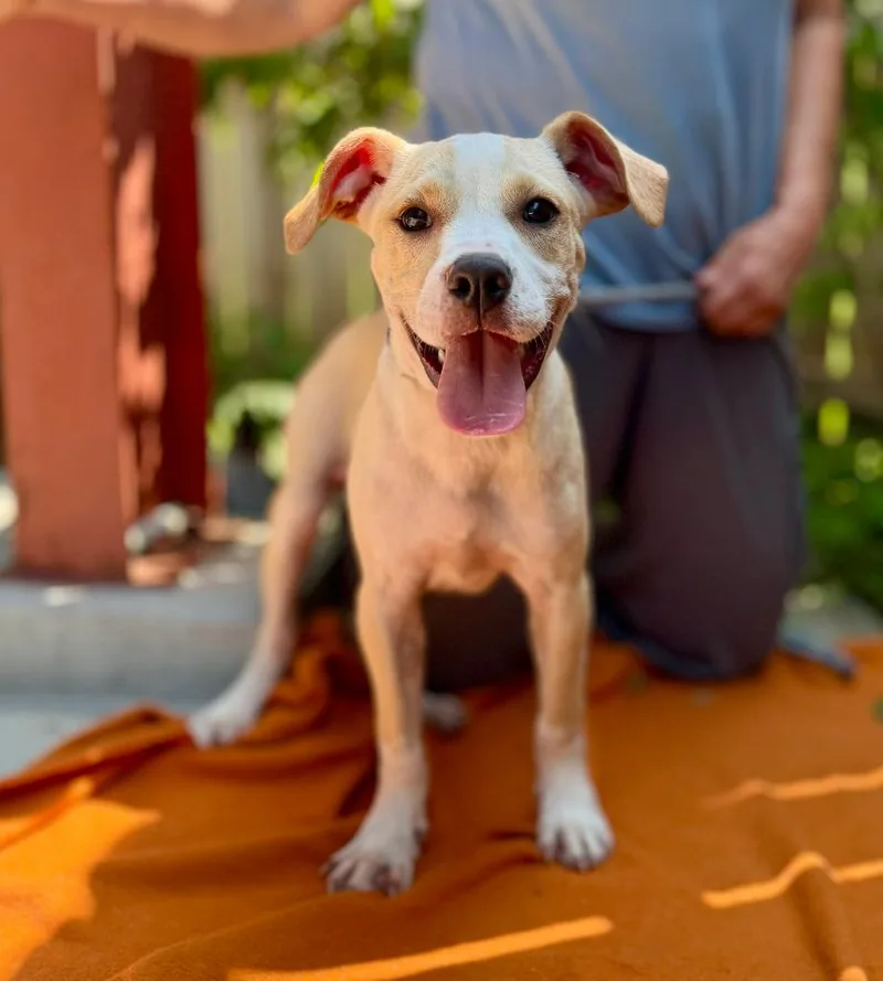 A baby small-sized male Boxer dog named Mario for adoption in Ellijay, GA