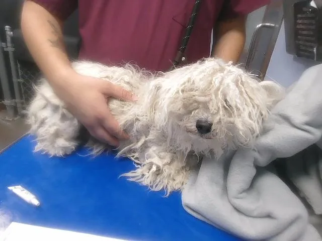 An adult small-sized female Poodle dog named Cinderella for adoption in Phoenix, AZ