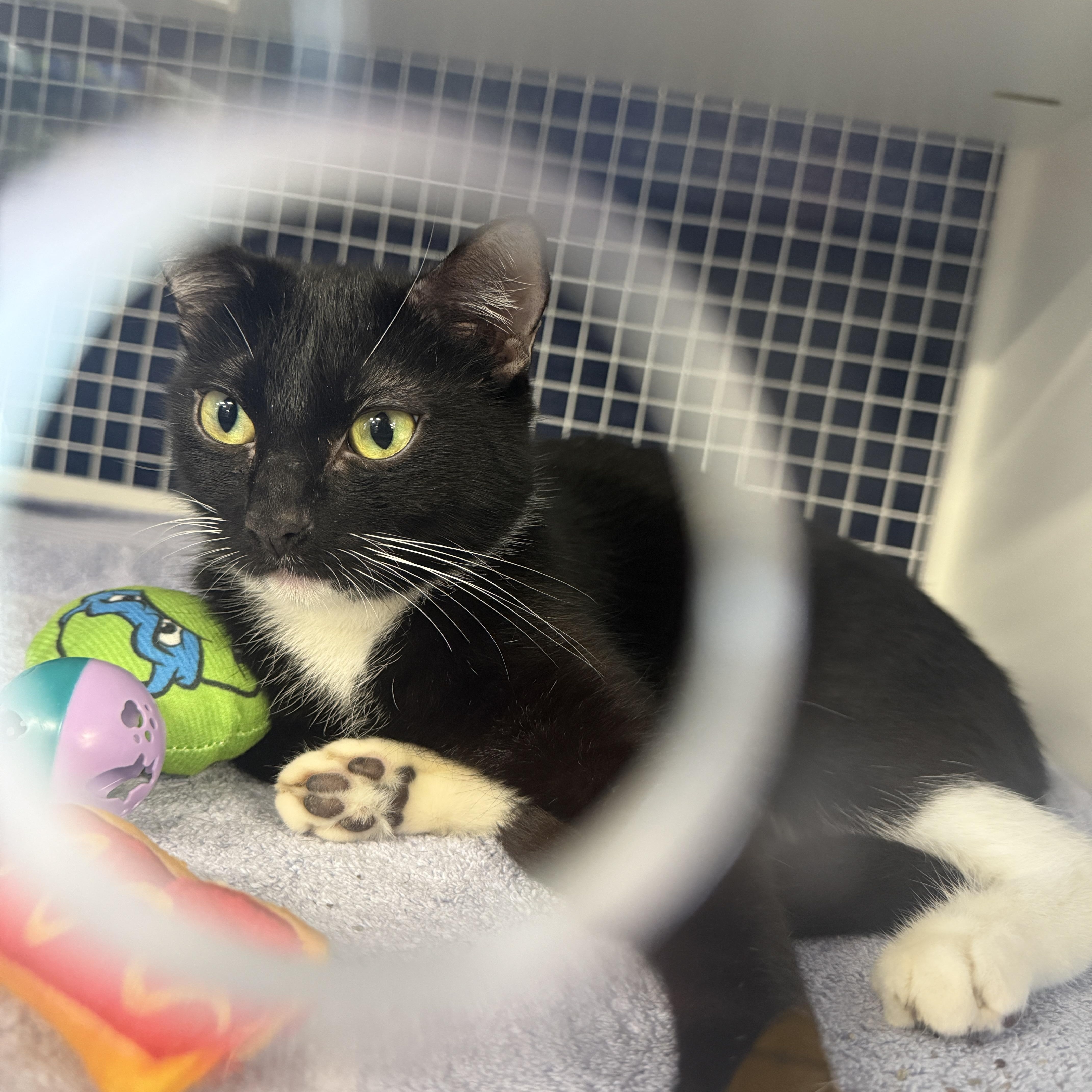 A young medium-sized female Black & White / Tuxedo Domestic Short Hair cat named Athena for adoption in Oceanside, CA