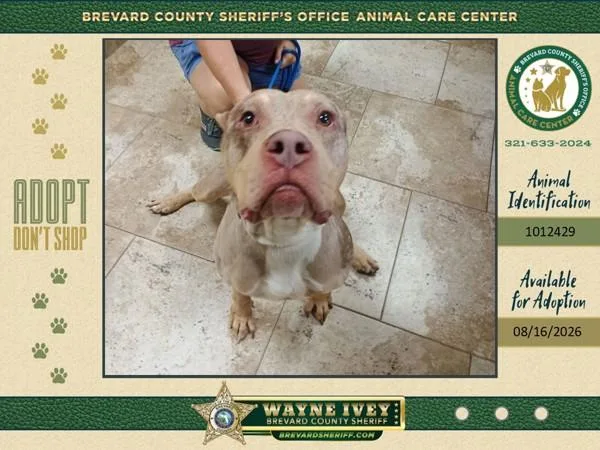 An adult large-sized male Mixed Breed dog named Dejean for adoption in Melbourne, FL