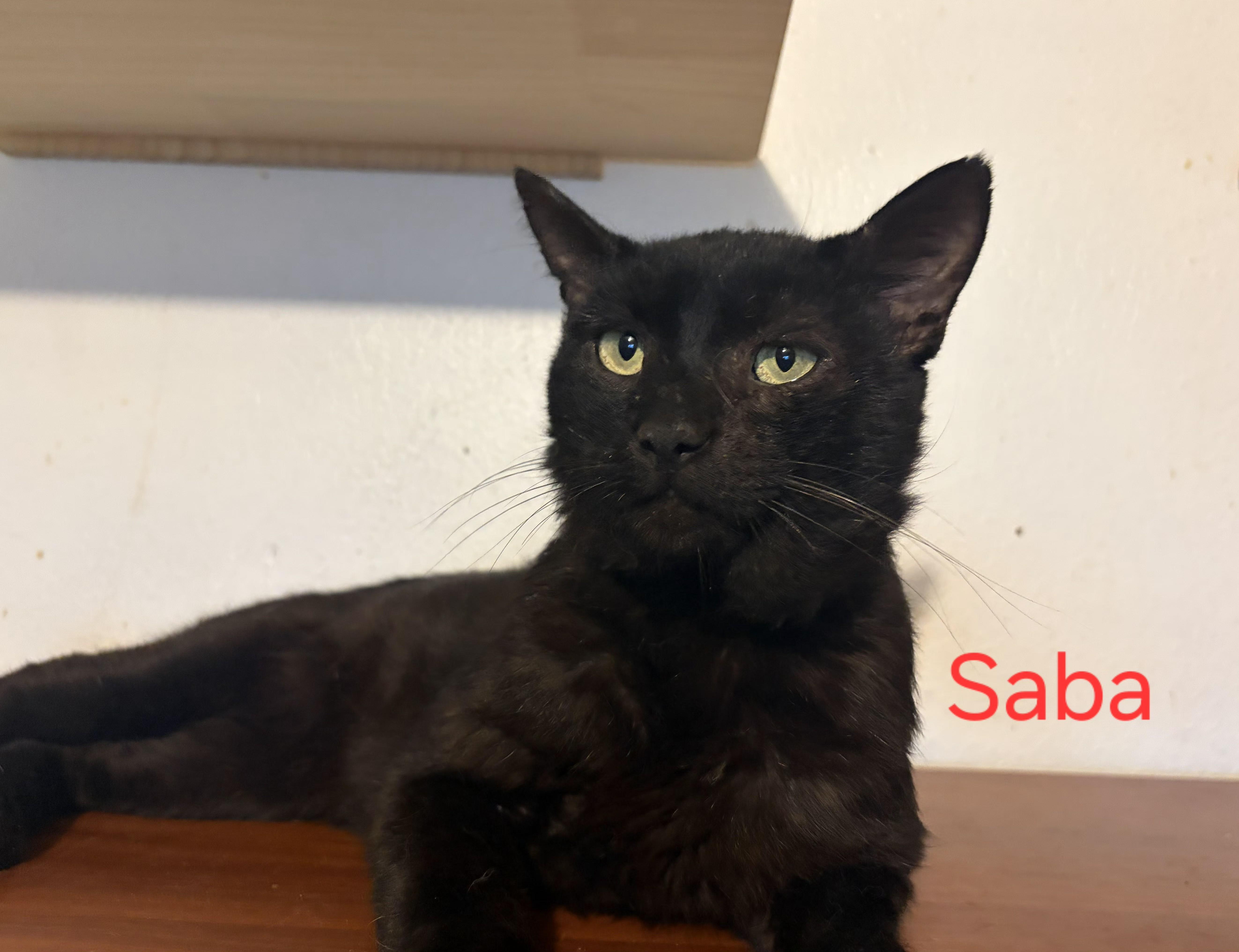 An adult medium-sized male Black Domestic Short Hair cat named Saba for adoption in Las Cruces, NM