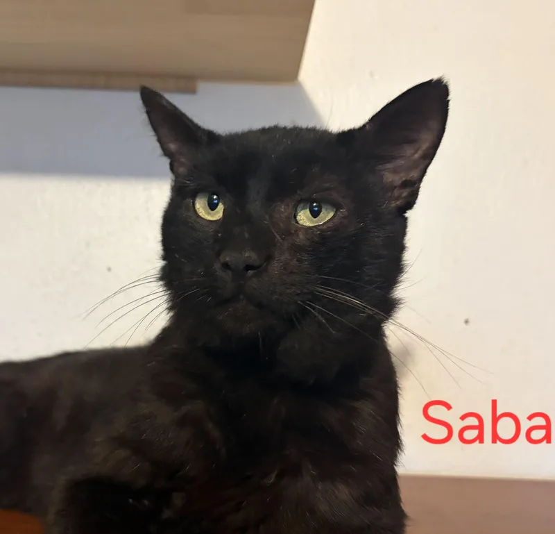 Saba thumbnail 2