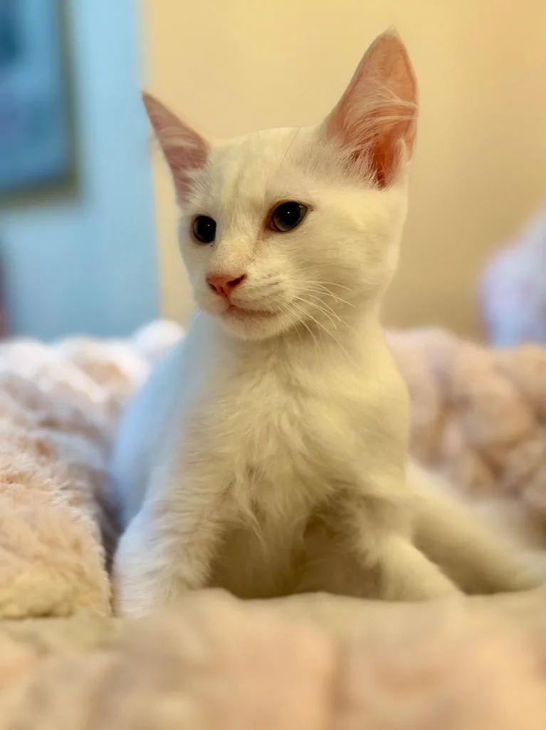 A baby medium-sized male Domestic Medium Hair cat named Roxy for adoption in San Pedro, CA