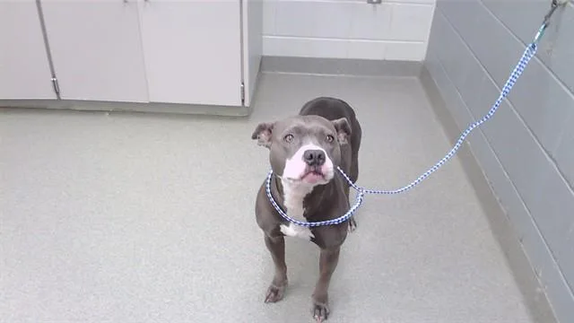 An adult medium-sized female Boxer dog named Nadia for adoption in Omaha, NE