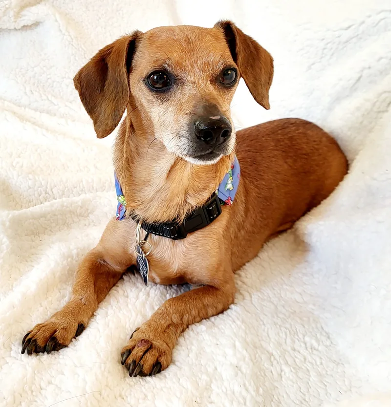 A senior small-sized male Dachshund dog named Biscuit for adoption in Barium Springs, NC