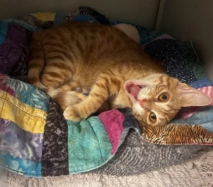 An adult small-sized female Domestic Short Hair cat named Amber for adoption in Phoenix, AZ
