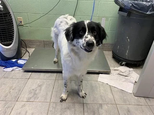 An adult large-sized male Border Collie dog named Lone Ranger for adoption in Grand Prairie, TX