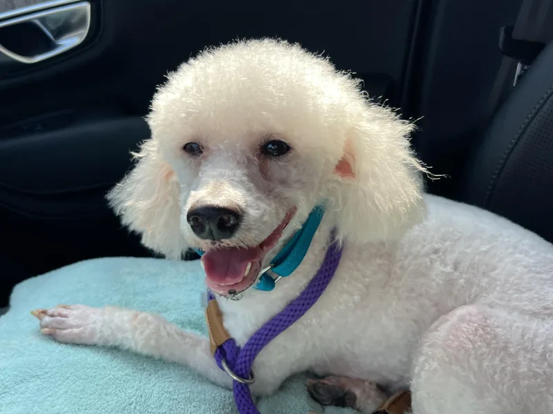 An adult small-sized male Miniature Poodle dog named Finian for adoption in Bellaire, TX