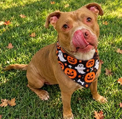 An adult medium-sized male Yellow / Tan / Blond / Fawn Mixed Breed dog named Hero for adoption in Hamilton, OH