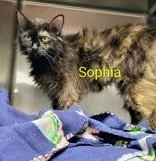 Sophia