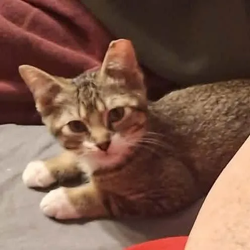 A baby small-sized male Gray / Blue / Silver Domestic Short Hair cat named Stewie for adoption in Huntington, WV