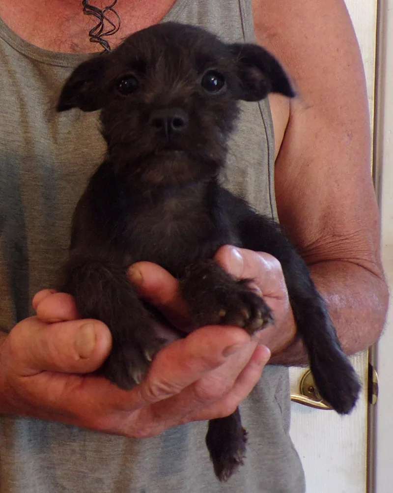 A baby small-sized female Black Schnauzer dog named Hattie for adoption in Corona, CA