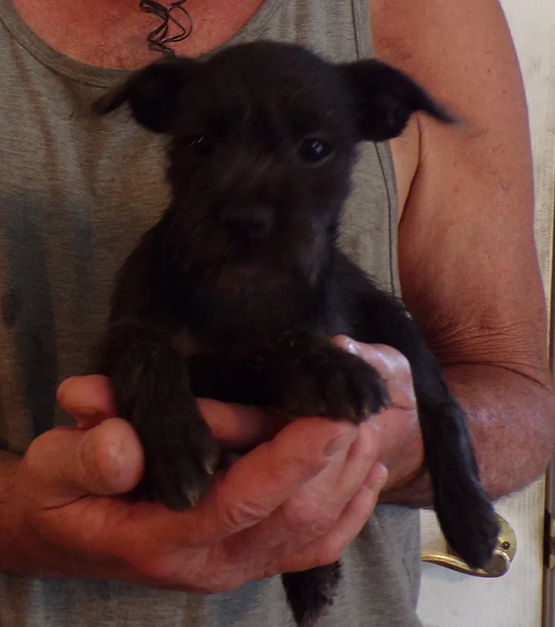 Hattie thumbnail 2