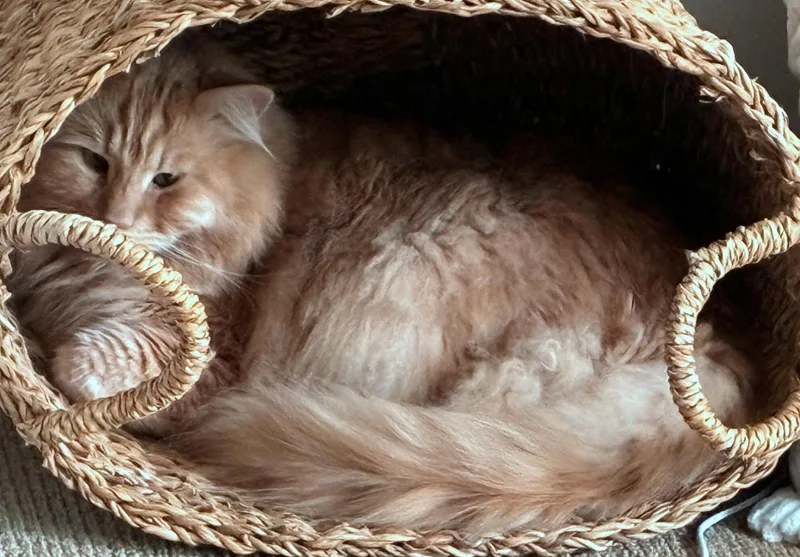 An adult medium-sized male Buff / Tan / Fawn Tabby cat named LASH Offered for adoption in Hillsboro, OR