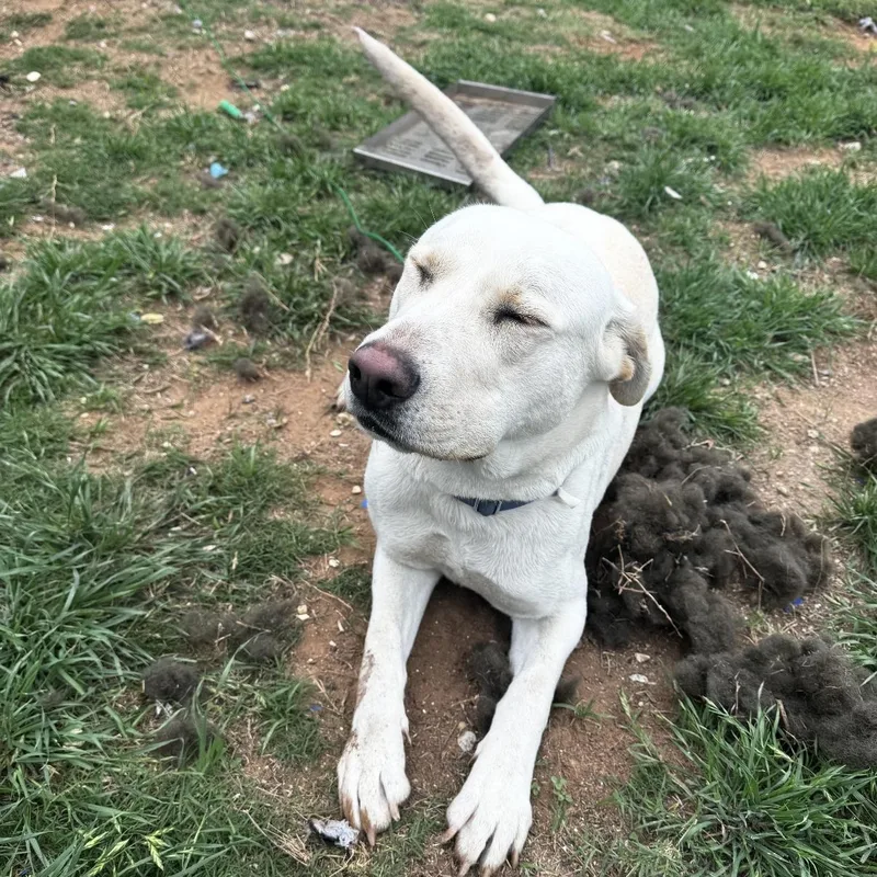 A young medium-sized female Labrador Retriever dog named Dove for adoption in Brookeville, MD