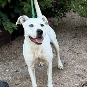 A young medium-sized female White / Cream American Staffordshire Terrier dog named Bella for adoption in Williston, VT