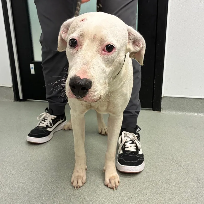 A young medium-sized female White / Cream Terrier dog named Sasha for adoption in Abilene, TX