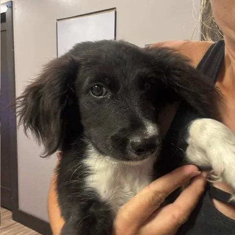 A baby medium-sized male Black Australian Shepherd dog named McDreamy for adoption in The Colony, TX