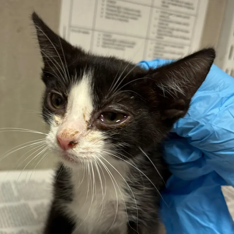 A baby small-sized male Black Domestic Short Hair cat named Moo for adoption in Yuma, AZ