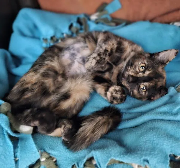 Cinnamon